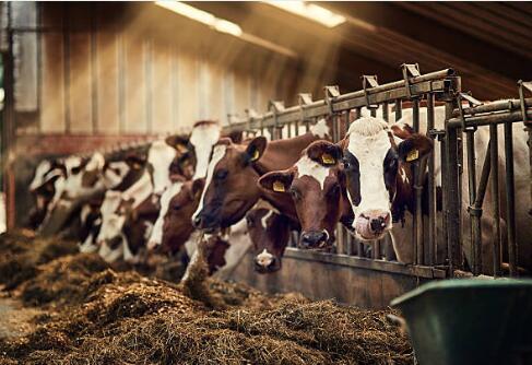 Can the livestock farming industry use XPS extruded polystyrene insulation boards?
